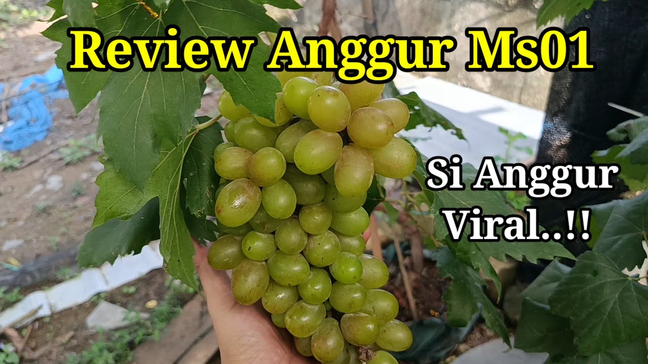 Review Anggur Ms01 Si Anggur Viral..!! 