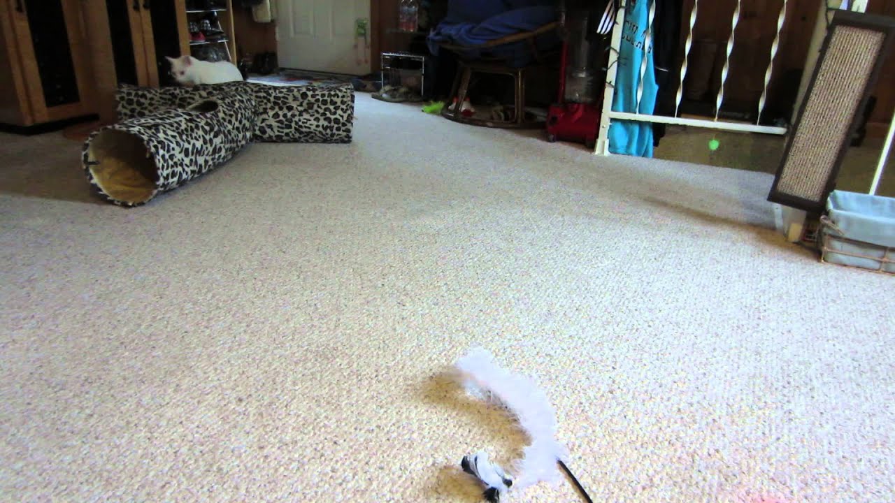 catnip oil Kona and the Bolt - Jupiter and Griffin say hi too!!