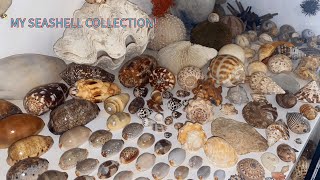 MY RARE SEASHELL COLLECTION! Shell hunting for years = huge rare scores! Best shell collection ever?