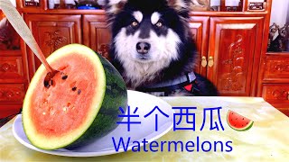 Asmr Dog Eating Watermelon I Mayasmr