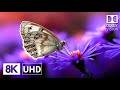 Unmatched HDR: 8K Video ULTRA HD 240 FPS - Dolby Vision