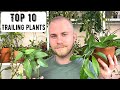 Top 10 Trailing Houseplants (2021)