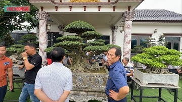 VDBS : RẤT NHIỀU ĐỒ QUÝ TẠI TRIỂN LÃM HƯNG HÀ - THÁI BÌNH , TẠI NHÀ VƯỜN ANH THINH TRỌC !