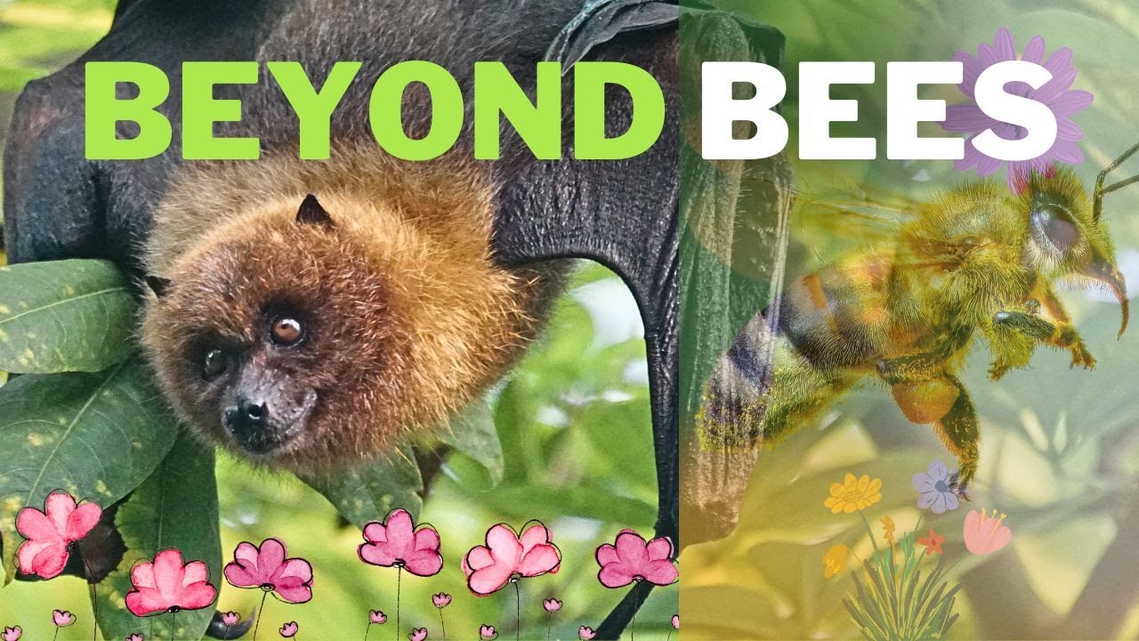 Beyond Bees 🐝 Unconventional Pollinators and Their Vital Role in Your Ecosystem!