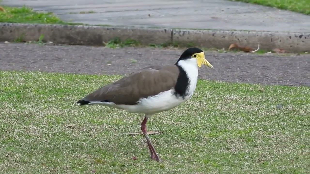 Masked lapwing | Vanellus Miles