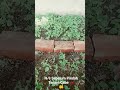 H-9 Sebelum pindah tanam cabe 🌶️ #urbanfarming #urbanfarmingindonesia #pertanian #petani #cabai