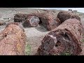How to Visit Petrified Forest National Park