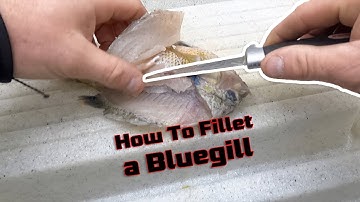 How to Fillet a Bluegill - A step-by-step guide