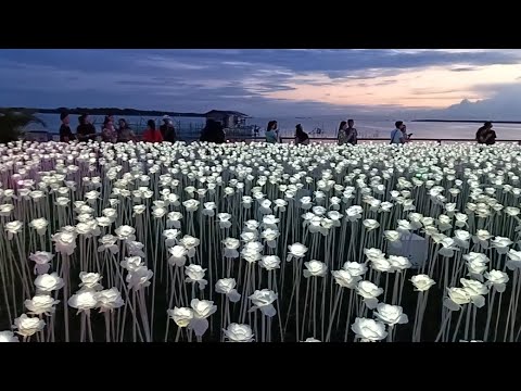 VLOG #5.2: Ten Thousand Roses 🌹😱😃 - YouTube