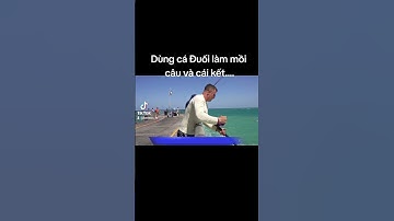 Dùng cá Đuối làm mồi câu và cái kết...(P1)