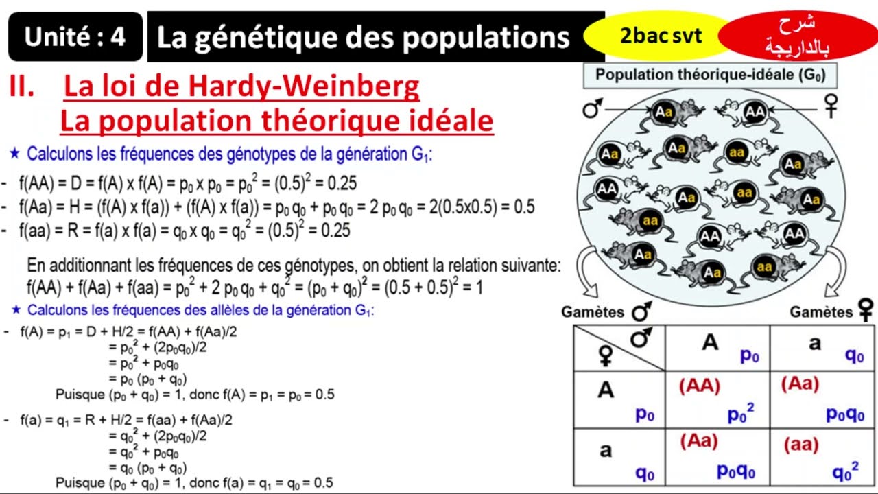 La génétique des populations : Loi de Hardy Weinberg / population idéale (شرح بالداريجة)