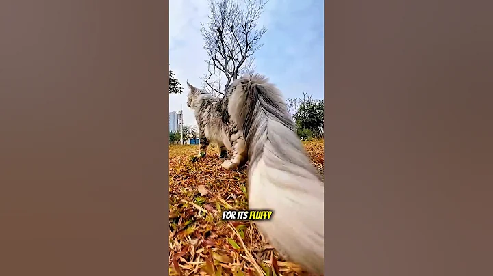 Video 10961181: savannah, cat breed, domestic cat cross, domestic cats wild, giant cat, long legs, cat born