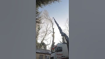 Tree takedown time lapse, ice ice baby. #arborist #treework #arbortec #timelapse