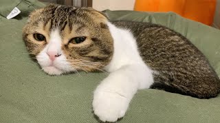 長州力さんのモノマネを続けるおっさんを無視し続ける猫【食ってみな 飛ぶぞ】