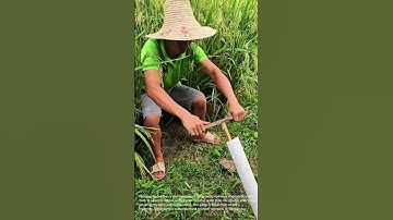 Traditional Water Pump: Manual Irrigation in Rice Fields