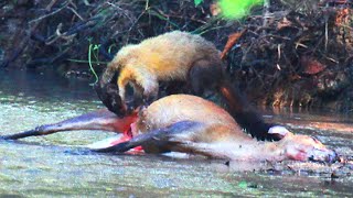 KHARZA — the huge marten that kills deer and moose! Kharza vs deer and monkey! by VenterLex 4,092,918 views 3 years ago 7 minutes, 50 seconds