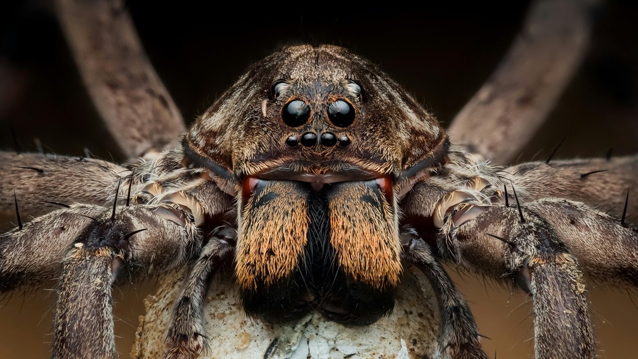 Phoneutria boliviensis spider