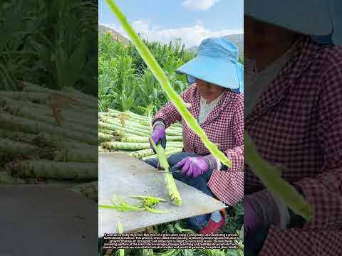 Careful Stem Thinning of a Thick Green Plant Using a Sharp Knife Technique