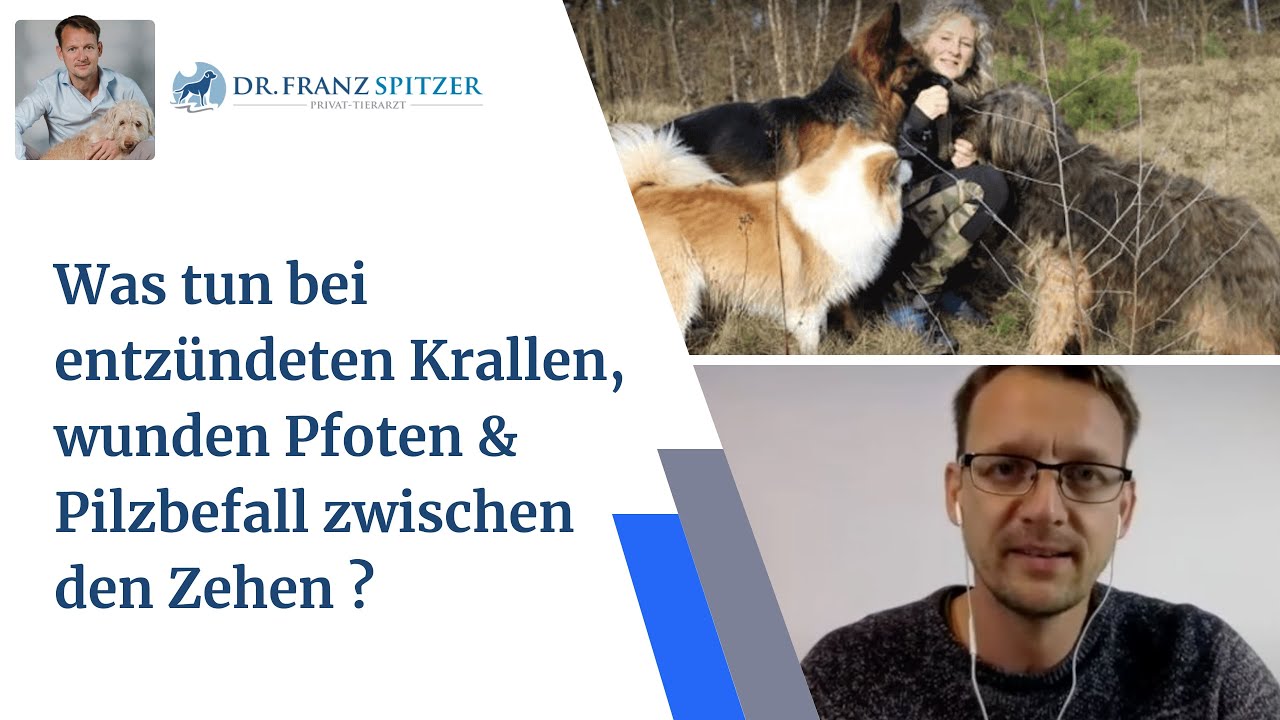 Entzundete Krallen Wunde Pfoten Pilzbefall Zwischen Den Zehen Die Verbindung Zum Grossen Ganzen Youtube