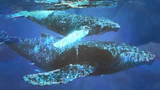 Underwater Whale Sounds - Healing Hongs Of Whales Meditative Music For Harmony And Peace