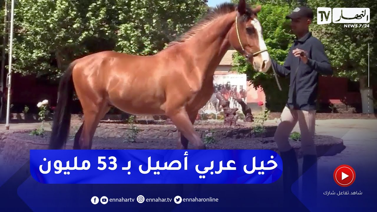 تيارت: مزاد لبيع 13 مهرا عربيا أصيلا والمهر إشتياق يتصدرها بـ 53 مليون سنتيم