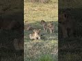 Cubs See Carcass for the First Time Under Mom&rsquo;s Watch!🦁🐾#animals #animallife #journey #entertainment