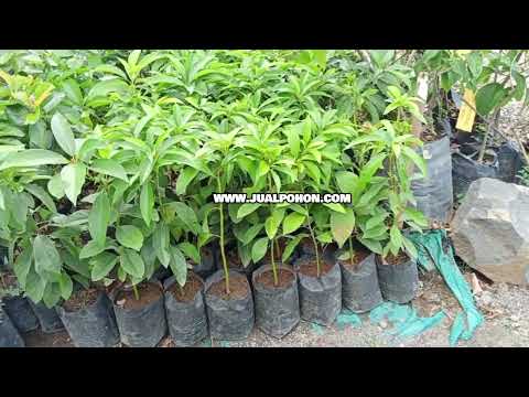Bertani Jadi Mudah dengan Bibit Alpukat TA 21 Pilihan!
