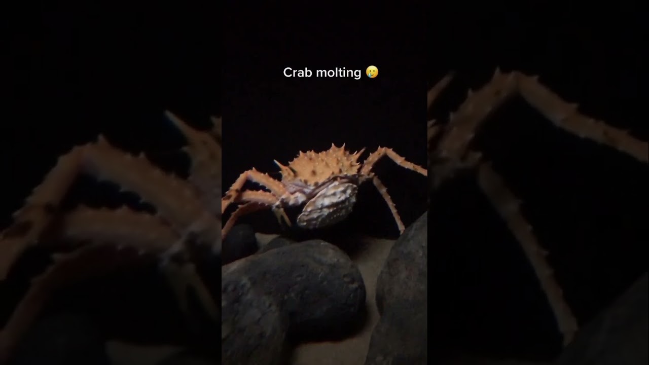 There’s a crab in that crab! When it molts it leaves behind a whole version of itself