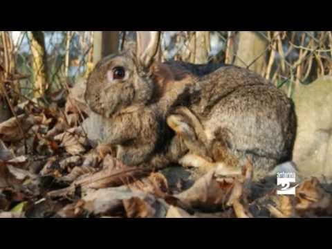 Video: Infezione Batterica Della Pelle Nei Conigli