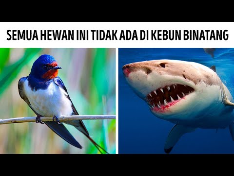 Video: Apakah Kehidupan Hewan Menyusut Di Kebun Binatang?