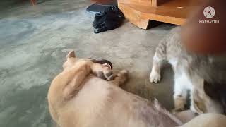 Lambingan Ni Mimew At Puppy