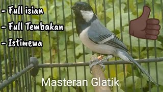 Download Lagu Masteran pancingan gelatik batu gacor MP3 Download Lagu Masteran pancingan gelatik batu gacor MP3