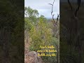 Found a Buddha statue in the Adelaide Hills on a hike #southaustralia #australia #adelaide #hike