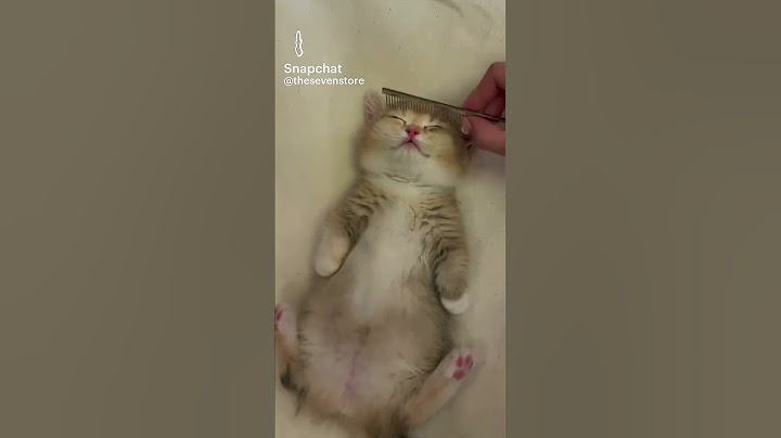 petit chaton mignon