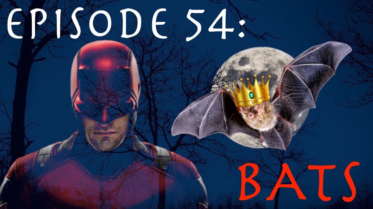 Are Bats Actually As Blind As a Bat? YouTube