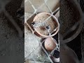 4 Cute Bulbul Babies 🐦❤️ #Shorts#Bulbul #BabyBirds #CuteBirds #BirdsEmpirePK #BirdLovers #Shorts