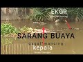 detik detik buaya keluar sarang ngeri mau 7 meter mama buaya