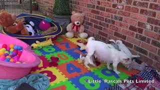 Little Rascals Jack Russell Puppies