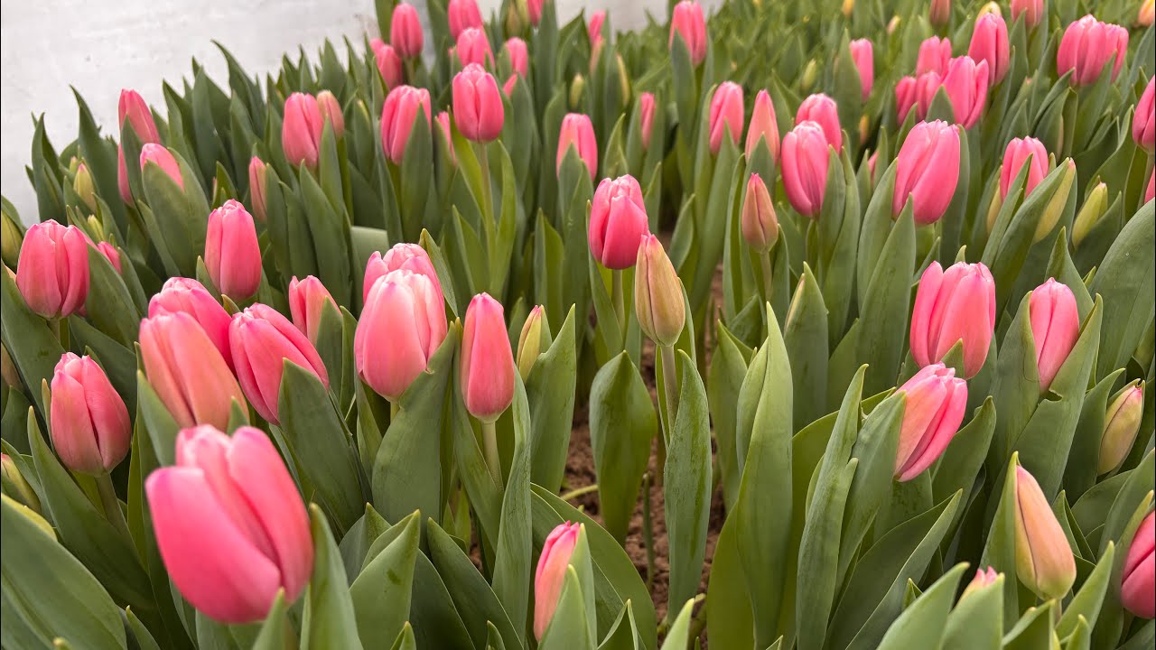 Обзор сортов тюльпанов в теплице 11.02.2026