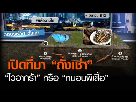 เปิดที่มา “ถั่งเช่า” “ไวอากร้า” หรือ “หนอนผีเสื้อ” | TNN ข่าวค่ำ | 29 ม.ค. 64