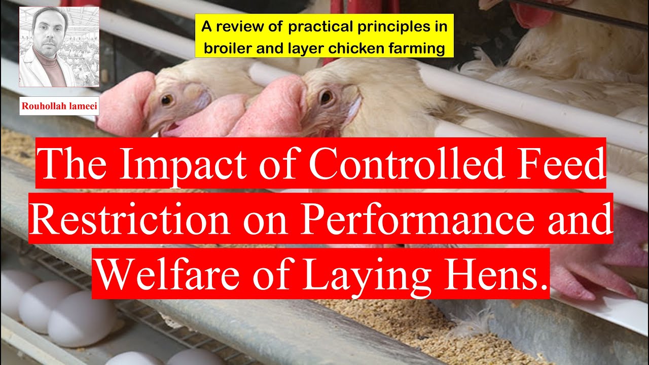 The Impact of Controlled Feed Restriction on Performance and Welfare of ...