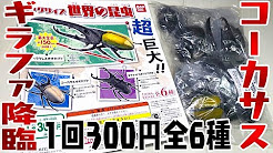 カブトムシ クワガタガチャガチャレビュー Youtube
