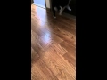 バズライフ★トイレ用猫砂「ニオイをとる砂　7歳以上用」★