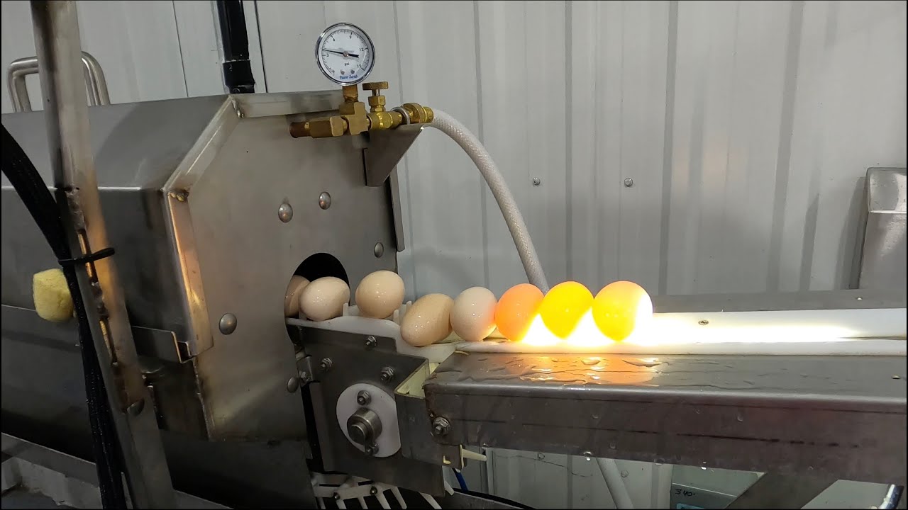 Lavage d'Oeufs Automatique | Maître Poulier