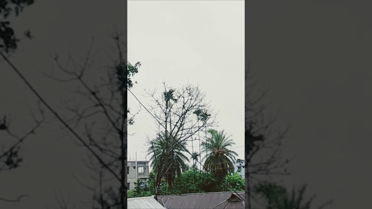 Rainy Day🌩️🌴⛈️#shorts #nature #rain #viralvideo