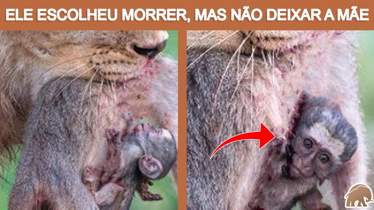 Mamãe MACACO carrega FILHOTE que MORREU! #bichos #biologia