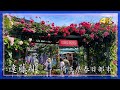 2025年5月11日 【個人庭園】遠藤邸(埼玉県春日部市)美しすぎるバラが咲き誇る雨上がりの静かな風景【4K】