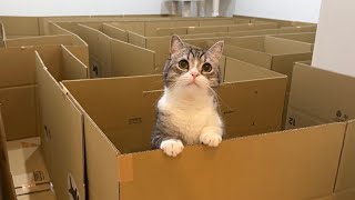 家中を迷路にしてみたら猫のリアクションが100点すぎましたwww