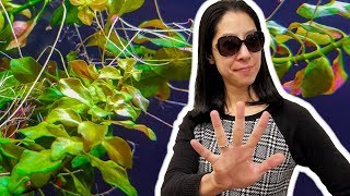 5 Things I Wish I Knew Before Growing Rooted Aquarium Plants