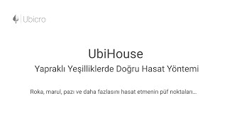 UbiHouse’ta Yapraklı Bitkiler Nasıl Hasat Edilir? | Yaprak Yaprak Doğru Hasat